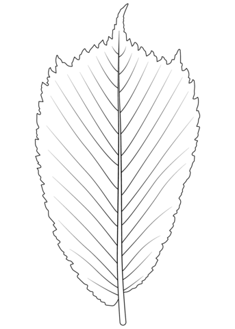 Wych Elm Leaf Coloring Page